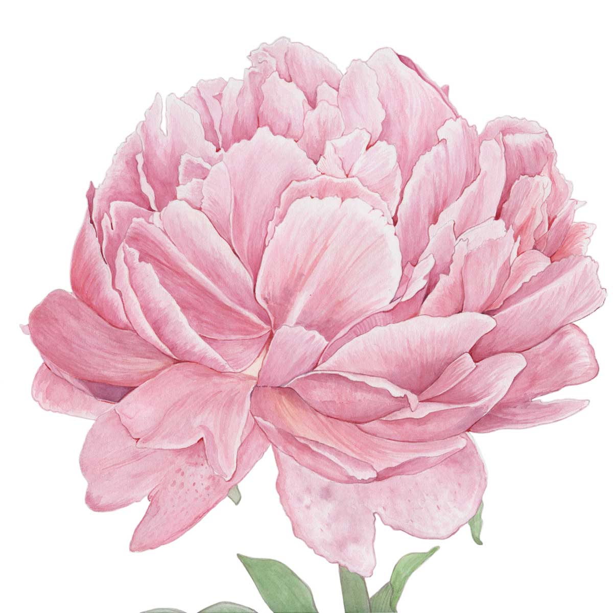 Ilustración en acuarela de flor. Peonía rosa. Motivo para ilustraciones de boda | Beatriz Pascual Studio